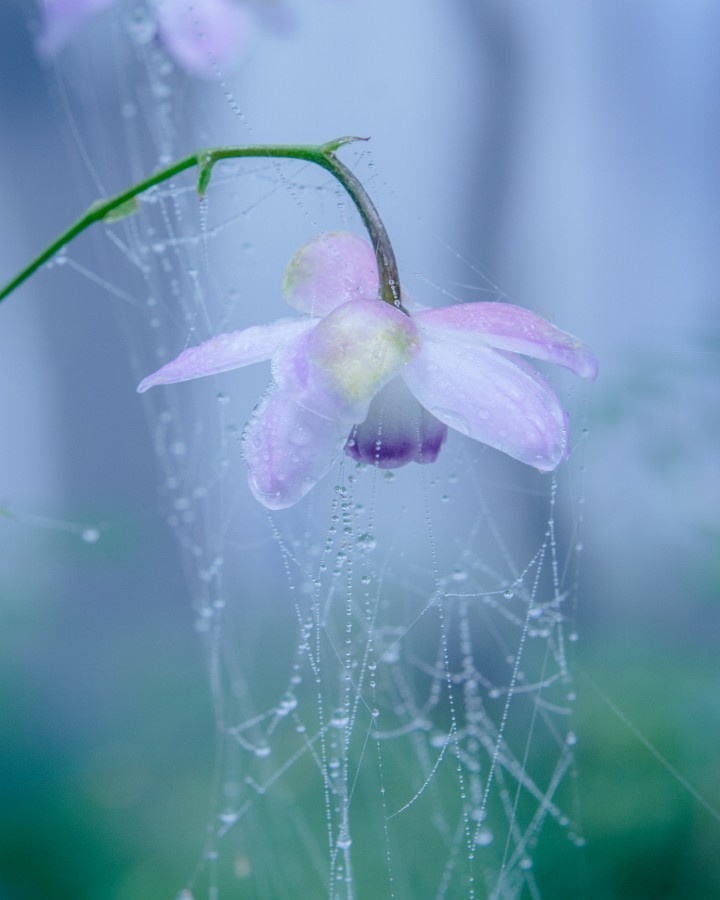 50bestphotos:  densely foggy by miyakokomura http://ift.tt/VJGY2q 