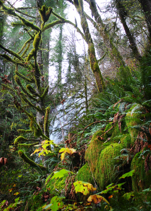 bright-witch: ◈ Pacific Northwest photography by Michelle N.W. ◈ ◈ Print Shop ◈ Blog ◈ Flickr ◈ ◈ Pl