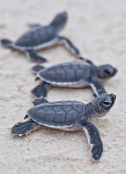 earthandanimals:   Chain by Christian Miller 