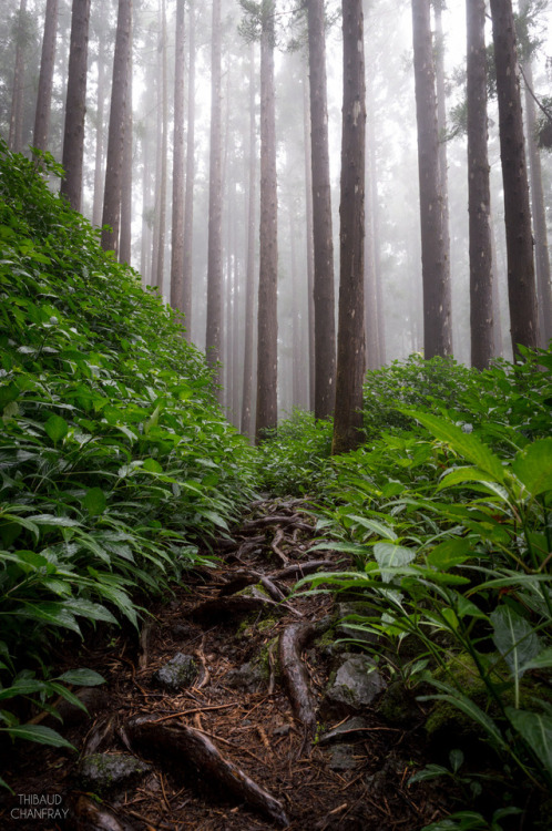 Le Chemin des Formes by Thibaud Chanfray Facebook | 500px | Instagram