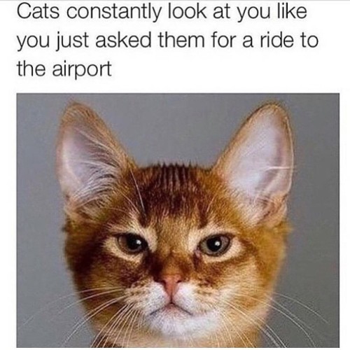 Truth. Happy Caturday bitches! #caturday #saturday #kittywitties #kitties #cats