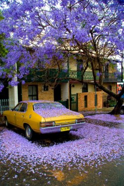 leafbusiness:  jacaranda and mustard yellow! one of my most favorite trees with a car painted in my favorite color : ) 