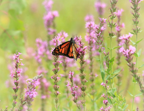 michiganphotographer:Monarch Butterfly