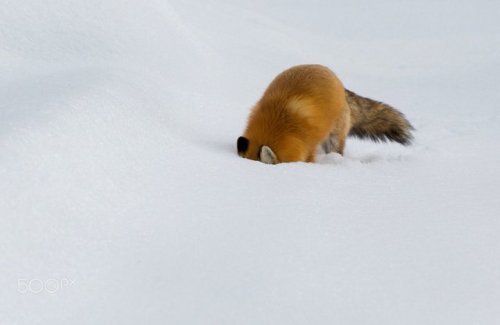 thelittleredfox: I know you’re down there! by Steven Rose