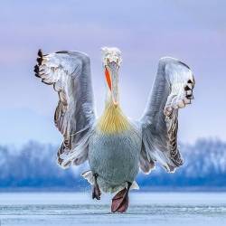 geographicwild: . Pelican crossing. Photo by @caronsteelephotography A dalmatian pelican sliding while trying to take flight on a frozen Lake Kerkini in Greece last. And the image remains a moment of pure joy captured r’.foreve The picture swept the