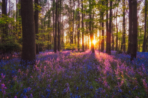 isawatree: Bluebells by Verity Milligan