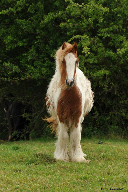  Hairy horse by Cet 