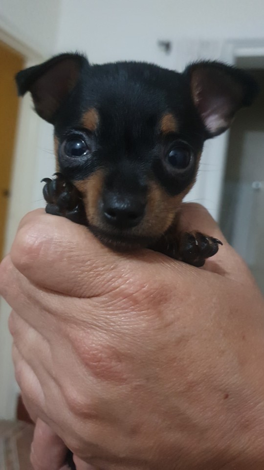 Me, 2 Years Ago In Colombia: I Don't Understand Why People Spend So Much Money To Bring A Dog To Another