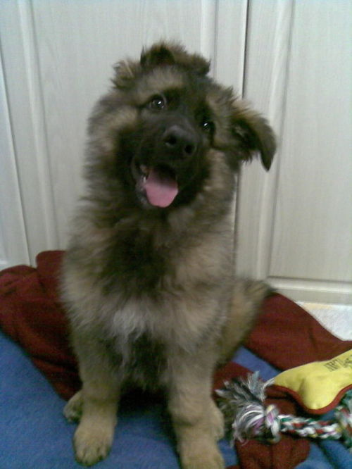 thecutestofthecute: German Shepherds and their floppy ears. There is nothing I do not like about thi