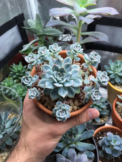 feeelingalright:Ill never get sick of this plant