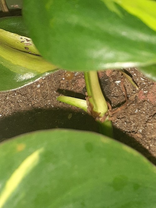 Some Of My Plants Have New Leaves