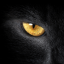 obsessed-over-cats