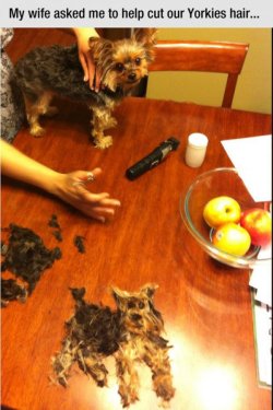 collegehumor:  Yorkie Haircut, Makes Second Yorkie And thus, the effigy is complete.