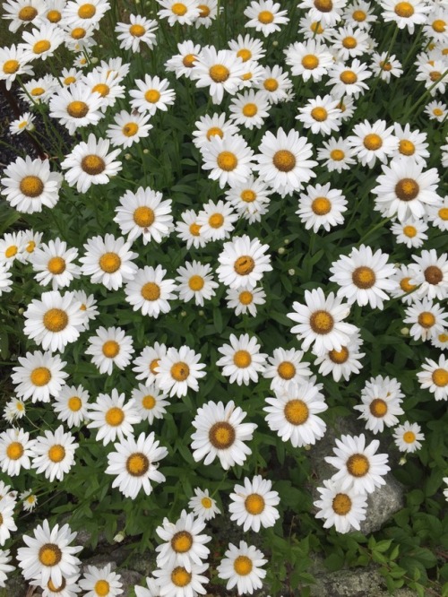 Daisies for days(ies). 