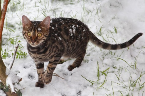 Pepper’s First Snow Day - Charcoal Bengal (via damnfoolman)