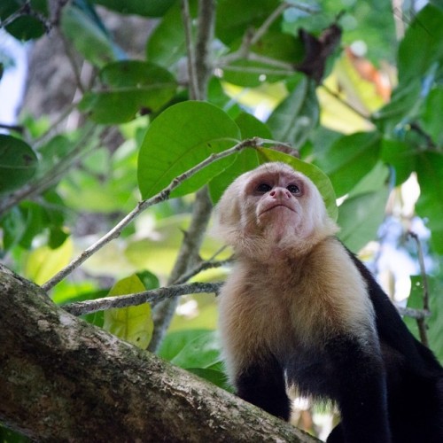 justinmclachlan:  #animals #outdoors #monkey #jungle #rainforest #costarica #hiking #latinamerica