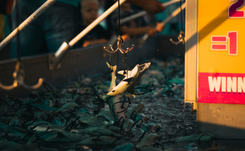 kermitthephotographer - Kermit the artistic frog