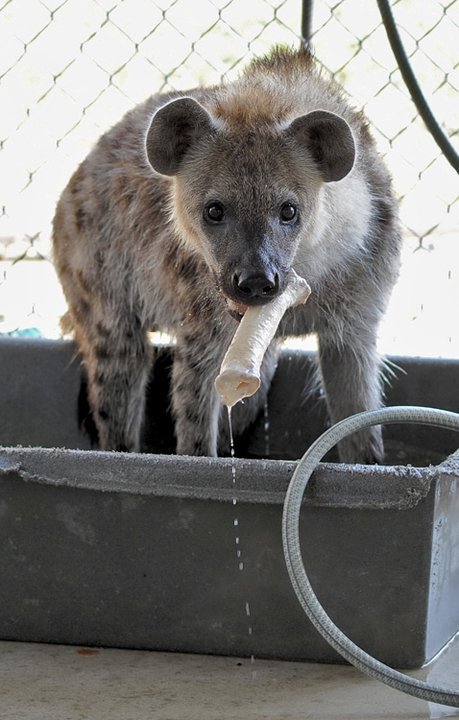 wildhyaena:  I can’t get over how adorable Jake is. LOOK AT HOW FRIGGIN ADORABLY CUTE HE IS WHEN HE GETS A BATH. I couldn’t find a share button on Facebook for all of these, so all photos are copyright Bryan Hawn and whoever took them. 