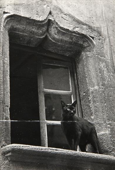 secretcinema1:Cat in a Window, c1930s, Brassaï