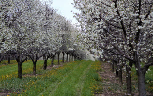 Cherry blooms are for cherry pie! See now at your Michigan cherry orchards.