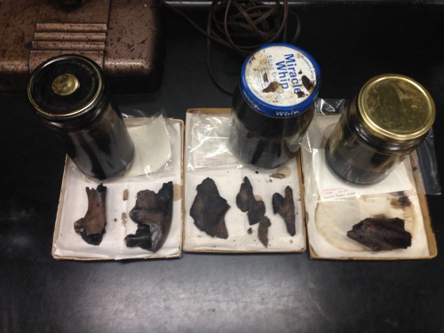 anthrogirlet:Cleaning at the La Brae Tar Pits All Bison except found a Dire Wolf Tooth! 