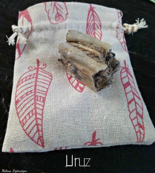 germanicseidr: I got my hands on an Auroch molar.  This tooth is massive and I can only imagine how 