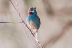 fat-birds:  Red-cheeked Cordon Bleu by Juhani Vilpo on 500px. yup, that’s what they’re called, red-cheeked cordon bleus.