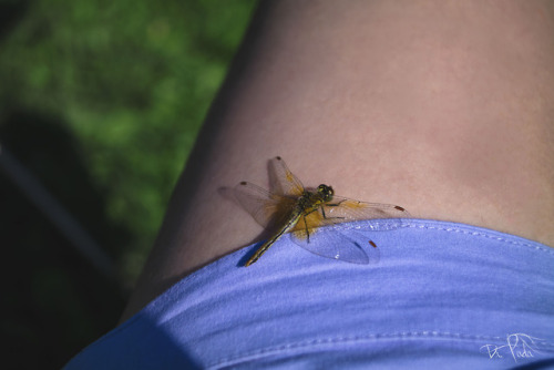 The dragonflies were so friendly with us…