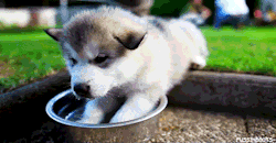 monisweet666:  Emergency husky puppy post!for
