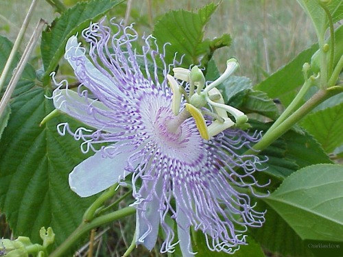  Passion flower appreciation post 
