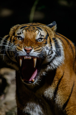 llbwwb:   (via Tiger by patrick strock / 500px)   Me at work