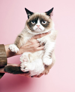 directorofphoto:   Grumpy Cat shot for Time