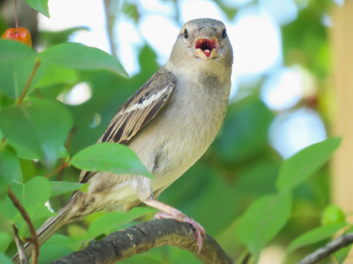  Pardal/House Sparrow Passer domesticus 