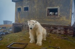 rizsilemming:escapekit:Polar bear Station Russian-based wildlife photographer Dmitry Kokh ventured to an abandoned meteorological station on Kolyuchin Island, where polar bears have taken over the station. @medvusz @pictures-of-dogs 