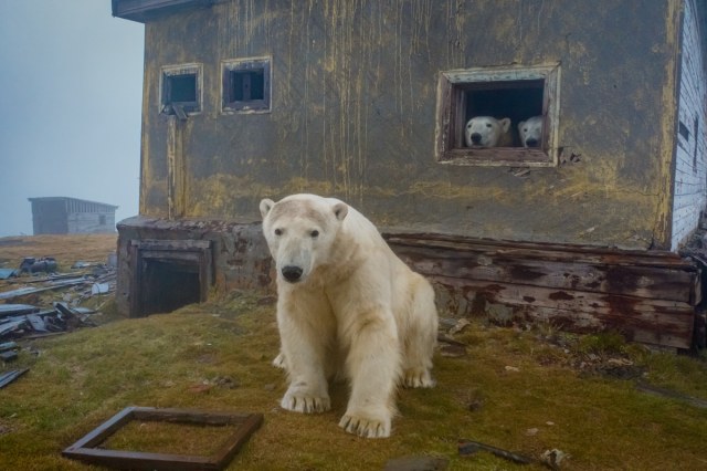 rizsilemming:escapekit:Polar bear Station Russian-based wildlife photographer Dmitry Kokh ventured to an abandoned meteorological station on Kolyuchin Island, where polar bears have taken over the station. @medvusz @pictures-of-dogs 