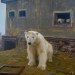 rizsilemming:escapekit:Polar bear Station Russian-based wildlife photographer Dmitry Kokh ventured to an abandoned meteorological station on Kolyuchin Island, where polar bears have taken over the station. @medvusz @pictures-of-dogs 