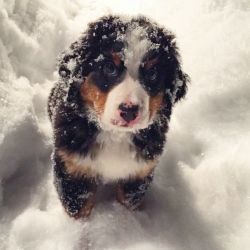 awwww-cute:  Waffle the puppy takes on the snow, part 2
