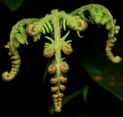 lionfloss:Fern Fronds