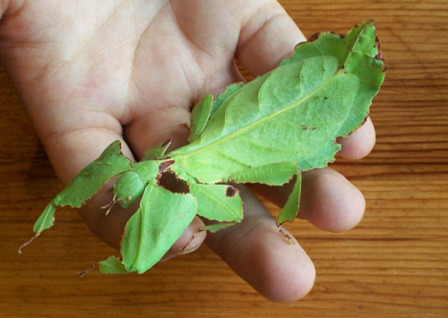 daily-meme:  This bug mimics leaf with veins, spots and bite marks.http://daily-meme.tumblr.com/