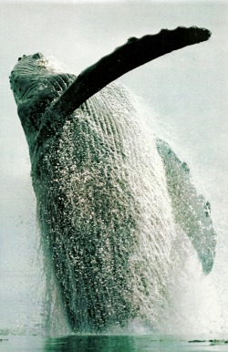 vintagenatgeographic:  Humpback whale breaches off of Alaska’s Admiralty Island National Geographic | January 1984