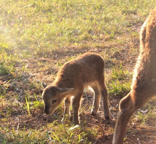 justslowdown:little week-old sunset angel tries to nibble like the big sheep. she’s making pro
