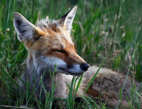 brutalgeneration:  sleepy time by babyruthinmd on Flickr.