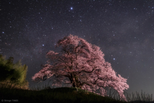 Summer Triangles over Japan : Have you ever seen the Summer Triangle? The bright stars Vega, Deneb, 