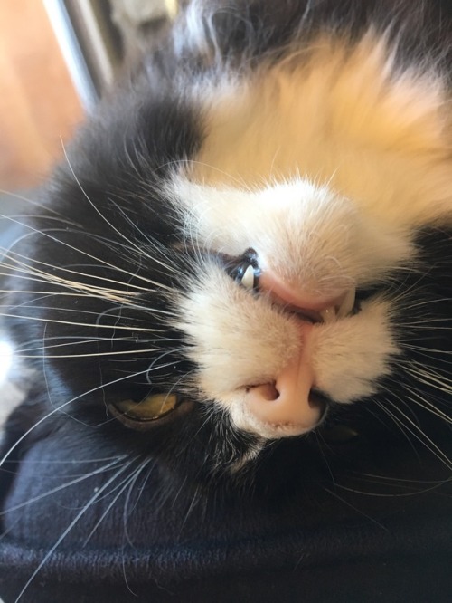 houseofvelour:teefers