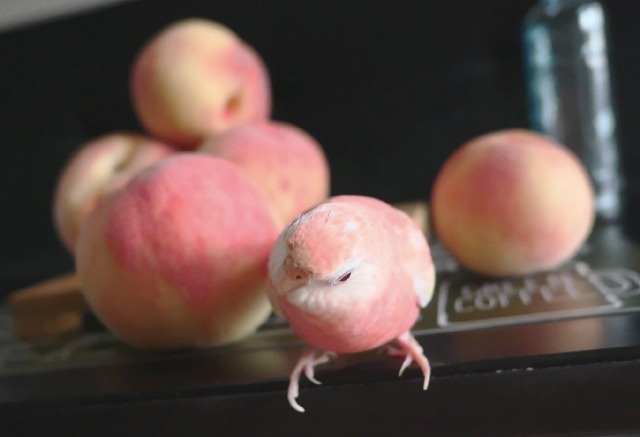Porn photo everythingfox:One of these peaches… is