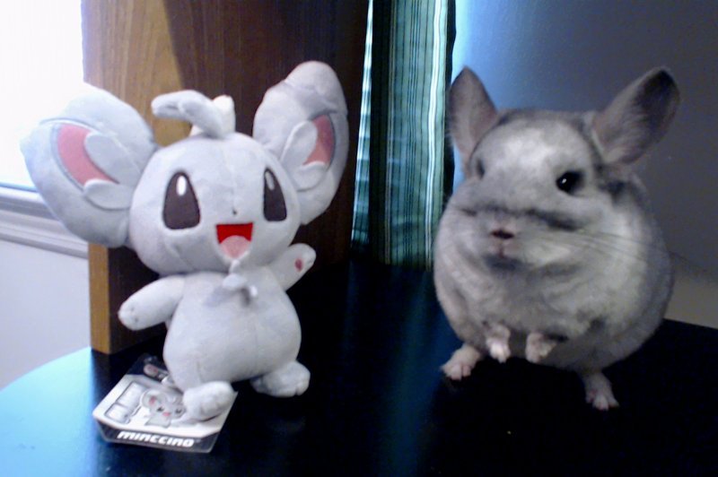 kittje:  chinchilla meets chinchilla 
