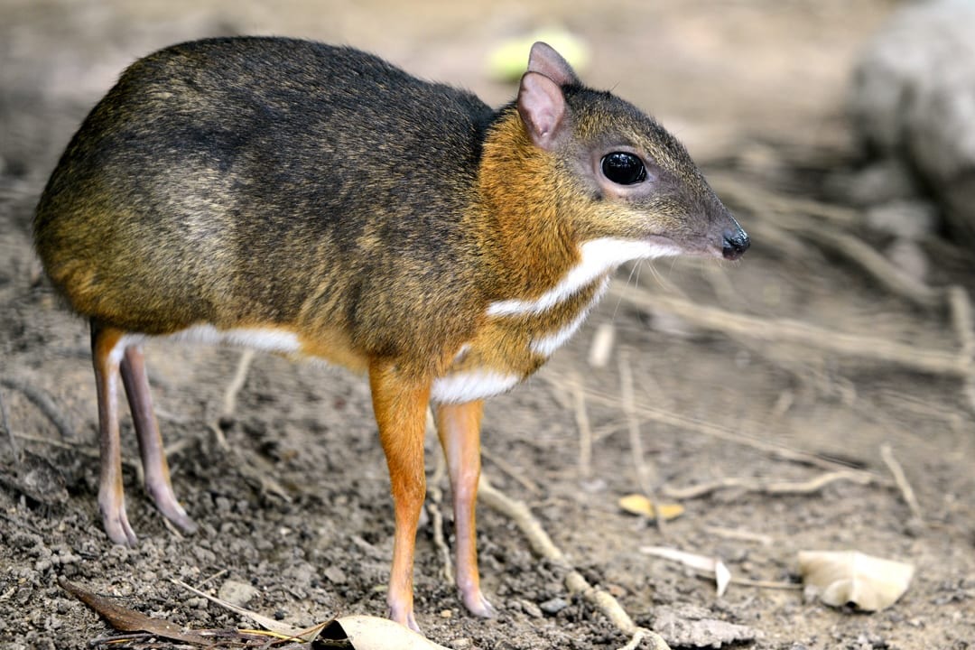 Java mouse deer
