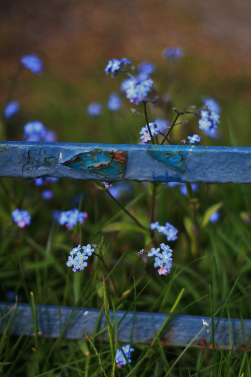 outdoormagic: Blue gate by mark thirlwell