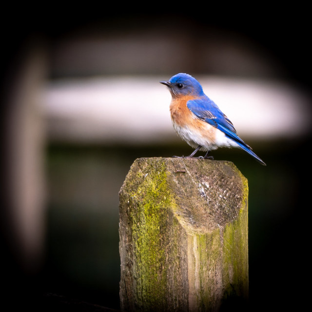 Eastern bluebird.  Sialia sialis by LKungJr #Eastern bluebird.  Sialia sialis #aves#bird#nature#bluebird#sialiasialis