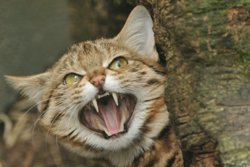 Ah, the Black-footed cat (Felis nigripes). Males weighing an average of 4.2 lbs, females at 2.9 lbs;